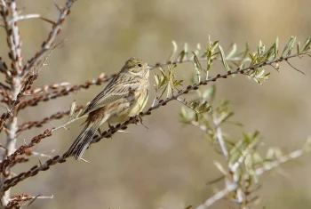 Yellowhammer1-jpg