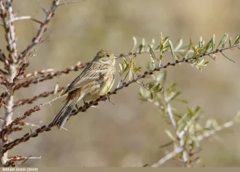 Yellowhammer1-jpg