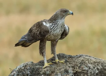 bonellis-eagle-andalusia-spain-c4a4732
