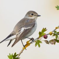 A closeup shot of a house sparrow perched on a branch with a blurred background