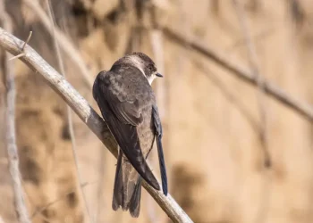 hirondelle-de-rivage-riparia-riparia-barn-swallow-schlucken-1