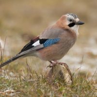 A selective focus shot of a beautiful jay perched on a rock with a blurred background