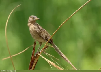 striated-babbler-28turdoides-earlei29-284894252322129